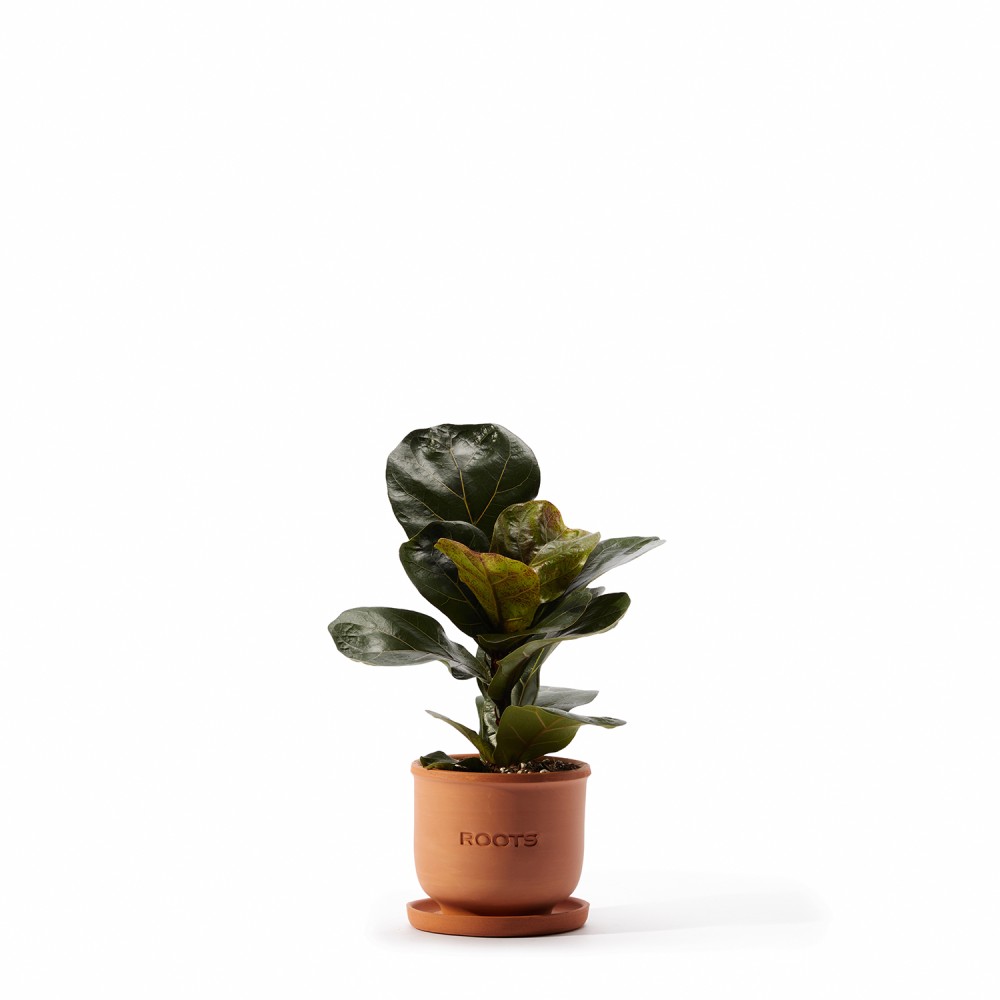 Набор растений фикусы 01