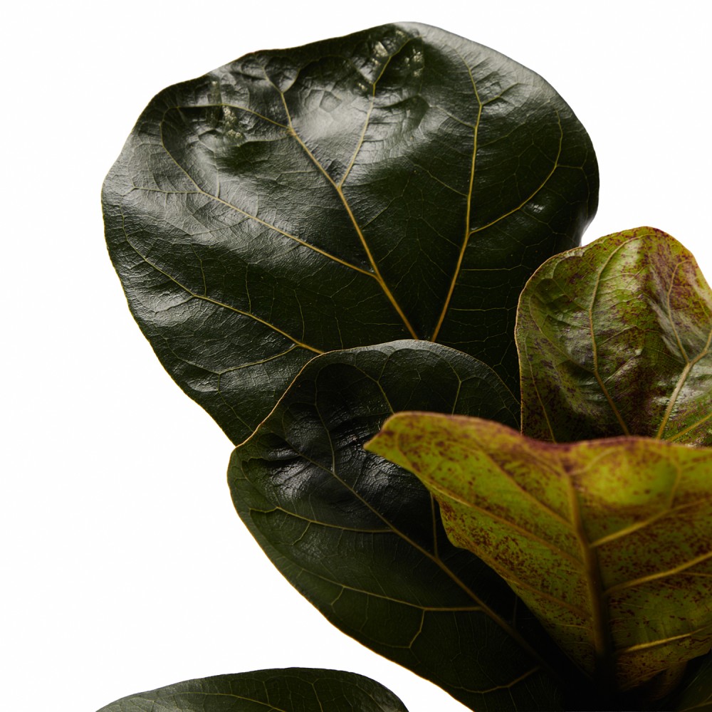 Набор растений фикусы 01