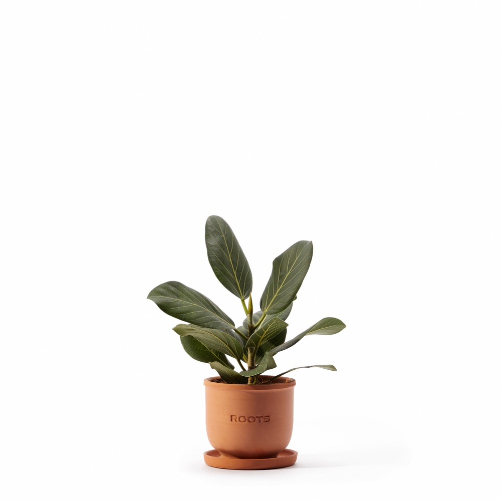 Набор растений фикусы 01