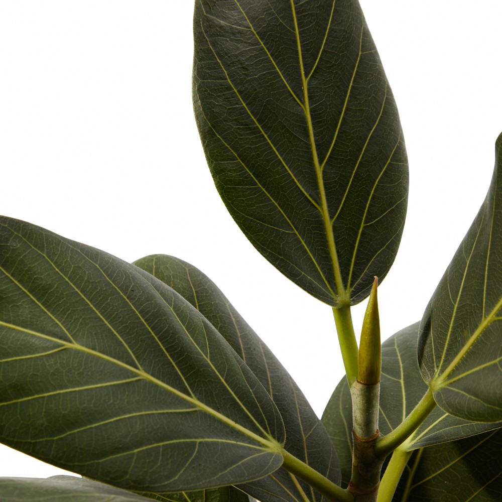 Набор растений фикусы 01