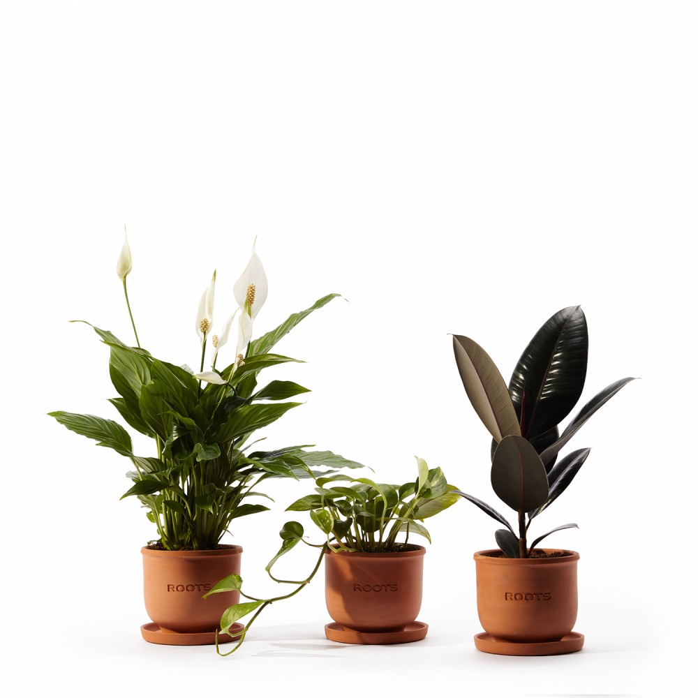 Набор растений для начинающих 01