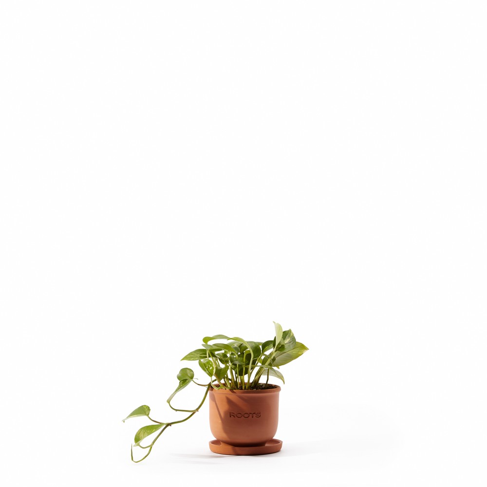 Набор растений для начинающих 01