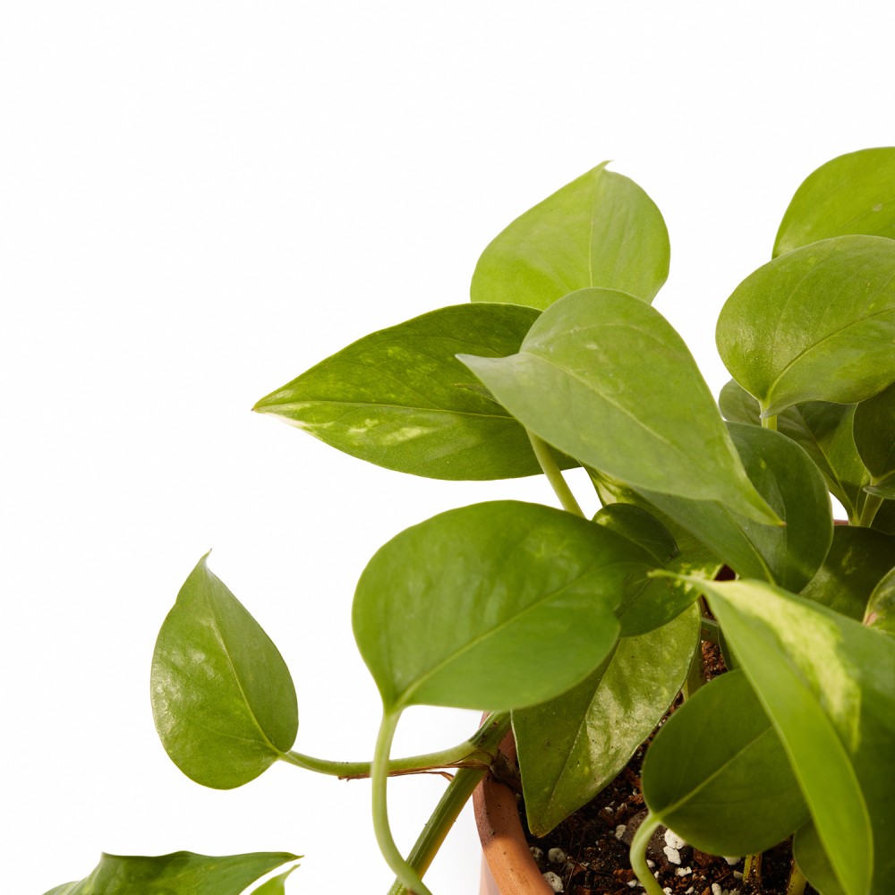 Набор растений для начинающих 01