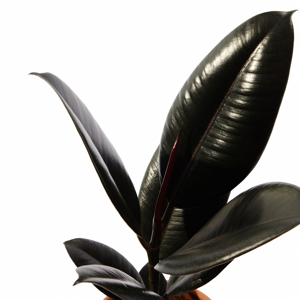 Набор растений для начинающих 01