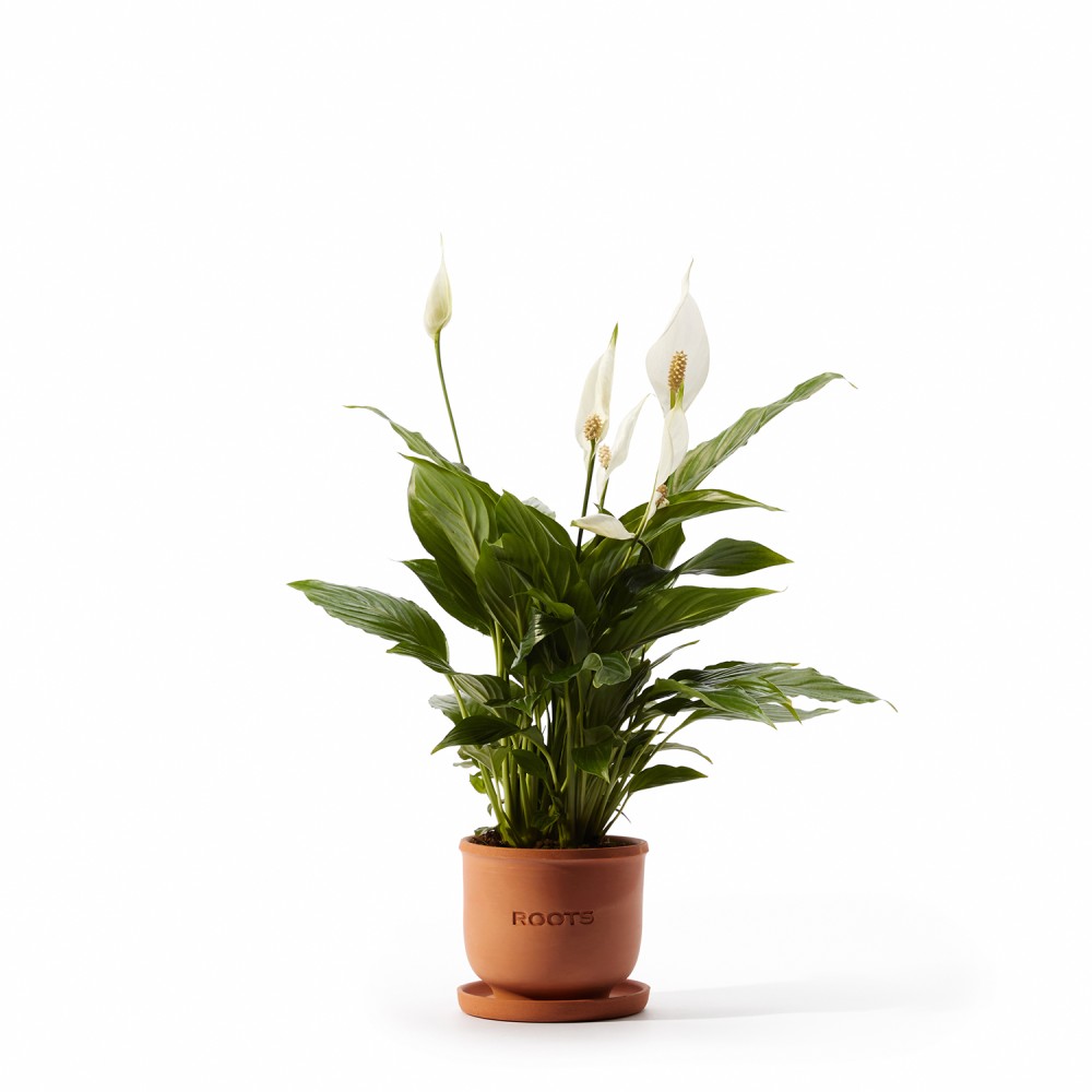 Набор растений для начинающих 01