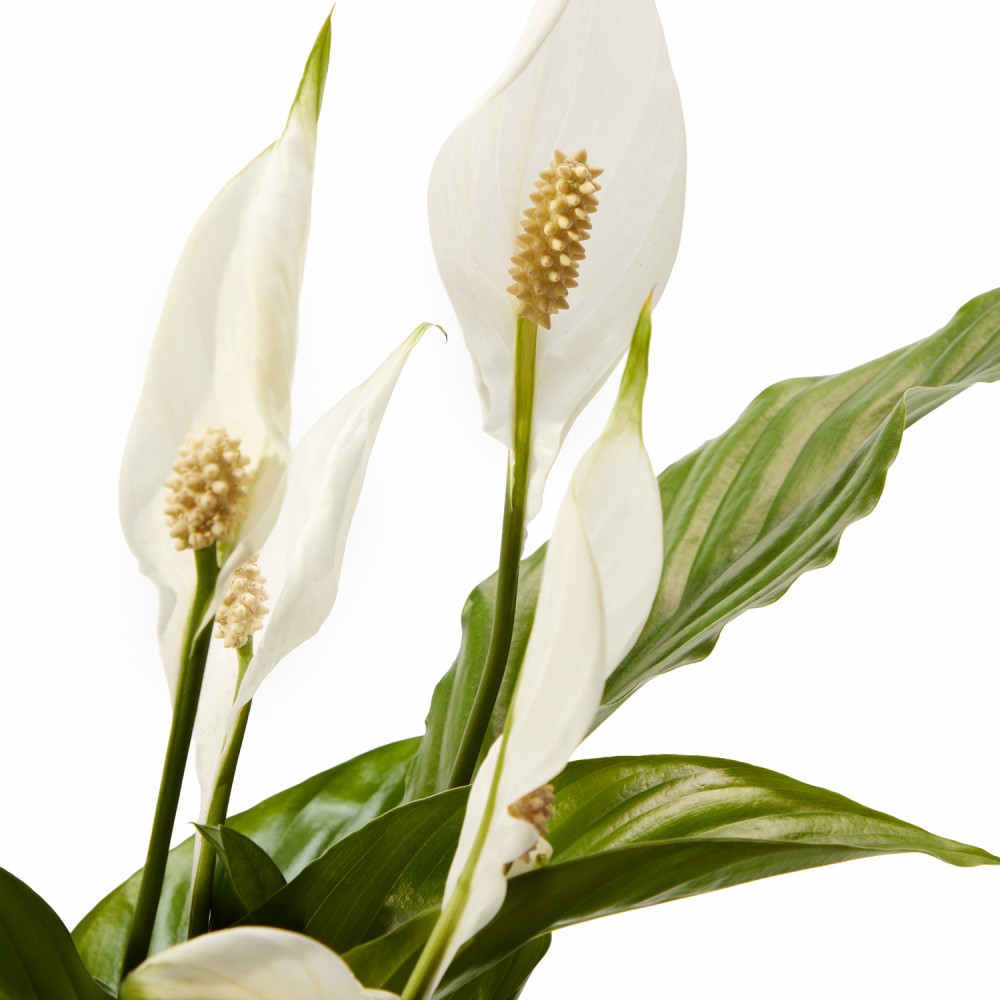 Набор растений для начинающих 01