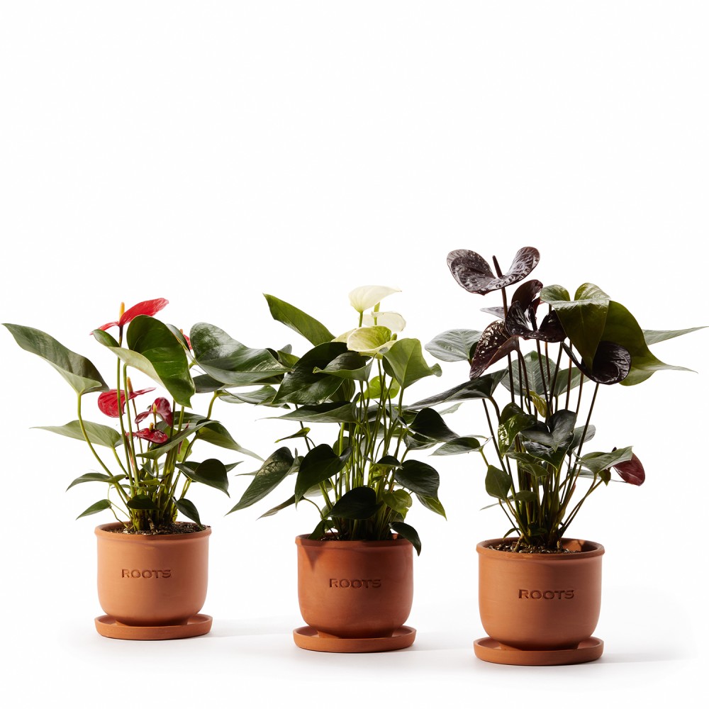 Набор растений антуриумы
