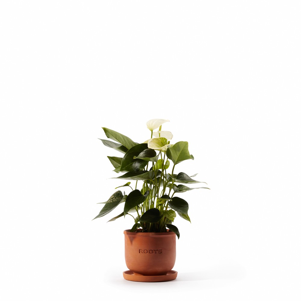 Набор растений антуриумы