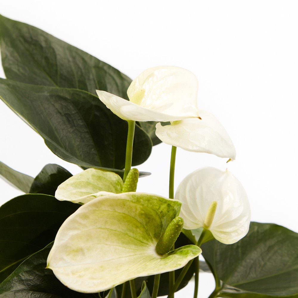 Набор растений антуриумы