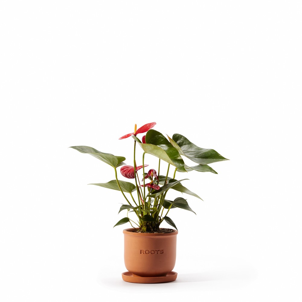 Набор растений антуриумы