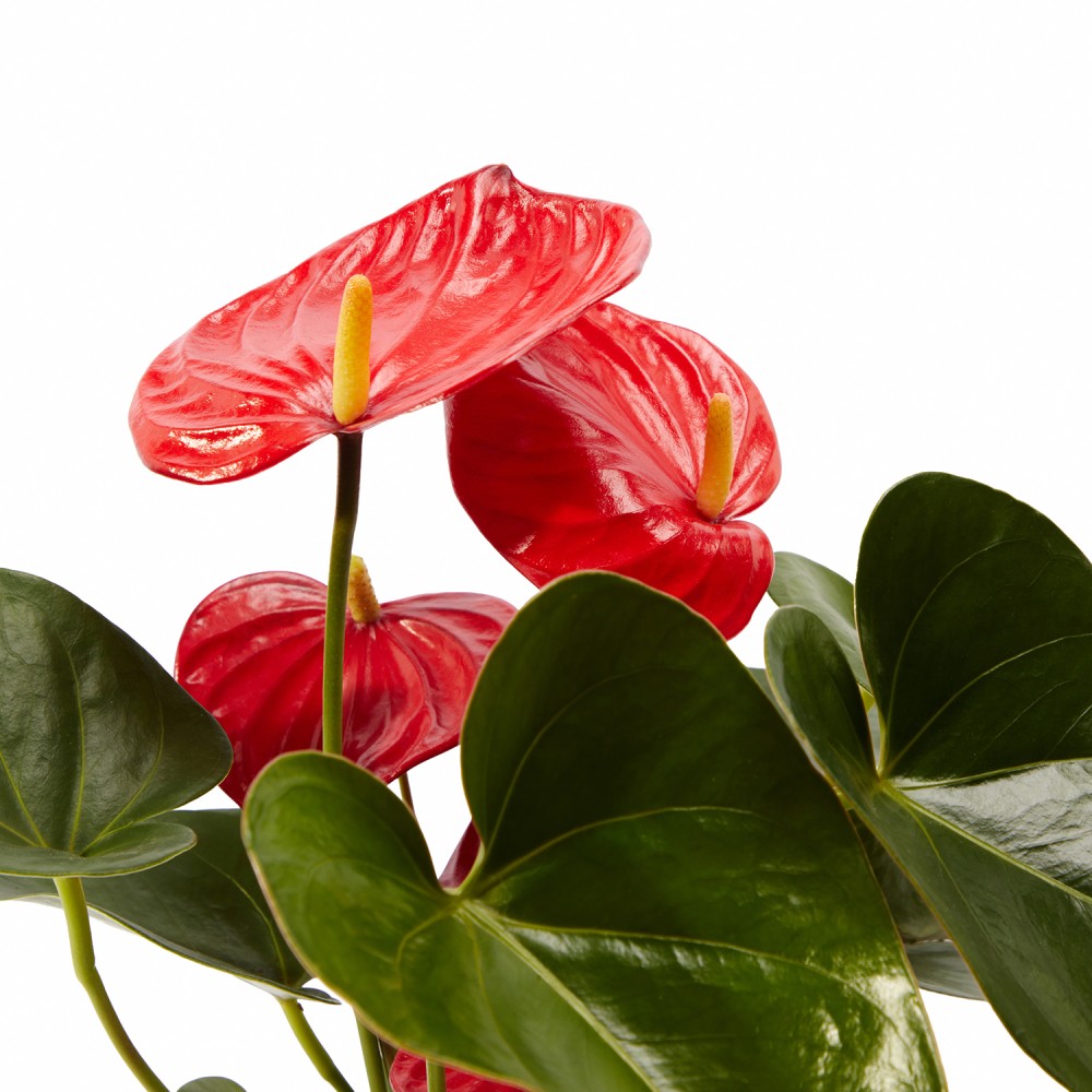 Набор растений антуриумы