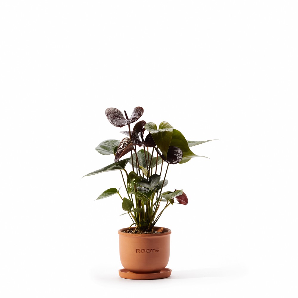 Набор растений антуриумы