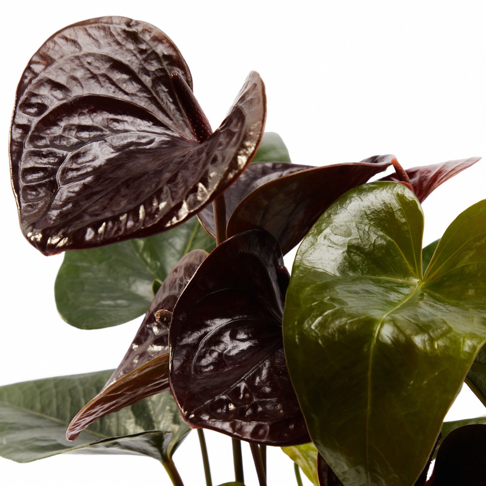 Набор растений антуриумы