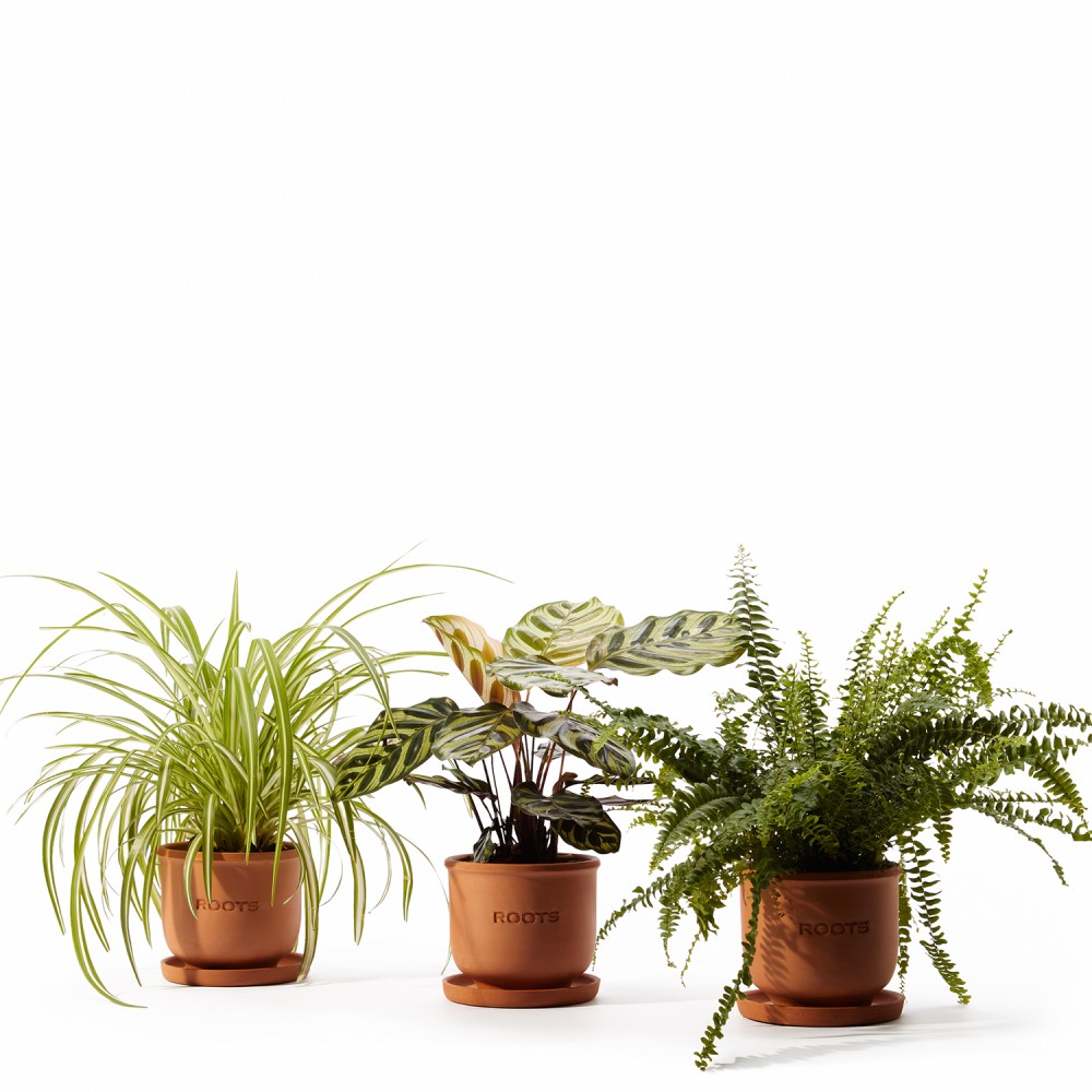 Набор растений безопасных для животных 02