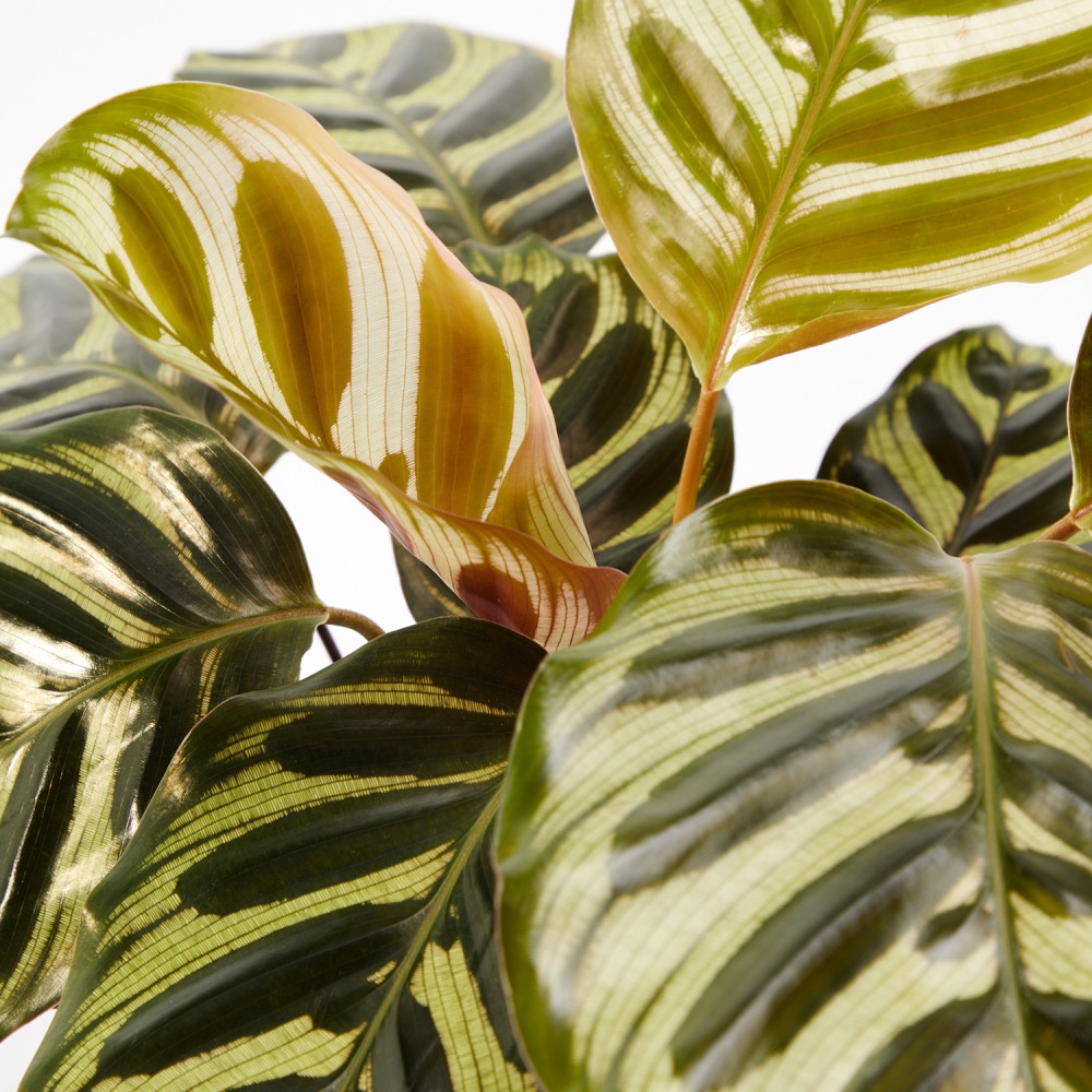 Набор растений безопасных для животных 02