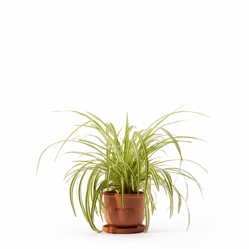 Набор растений безопасных для животных 02