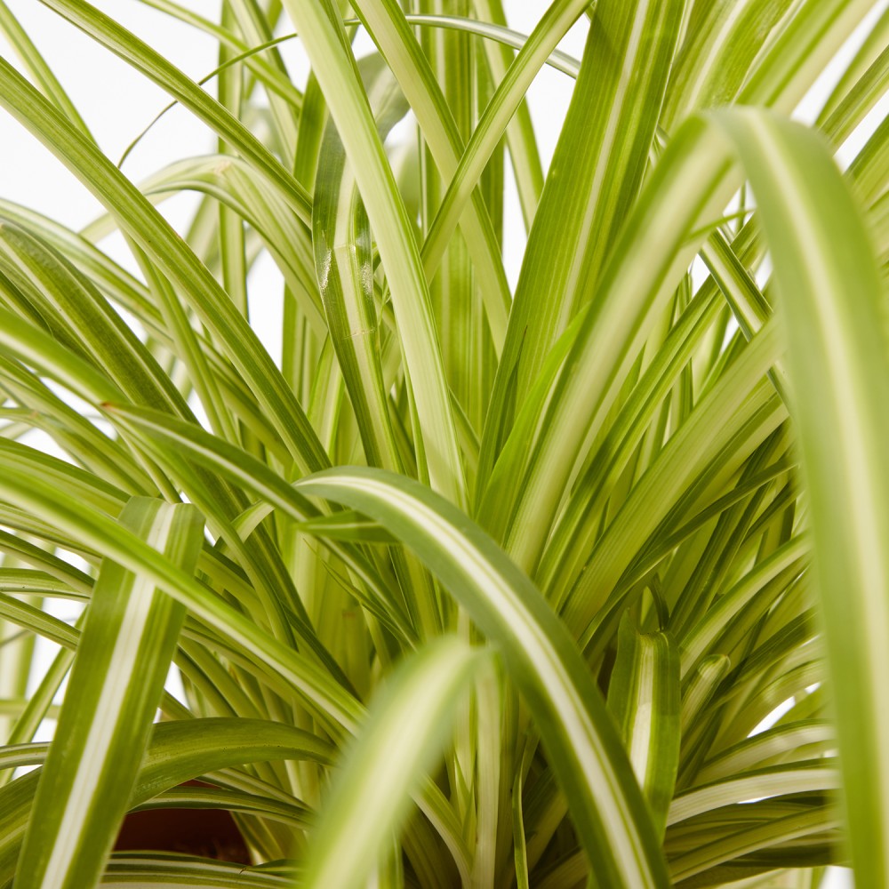 Набор растений безопасных для животных 02