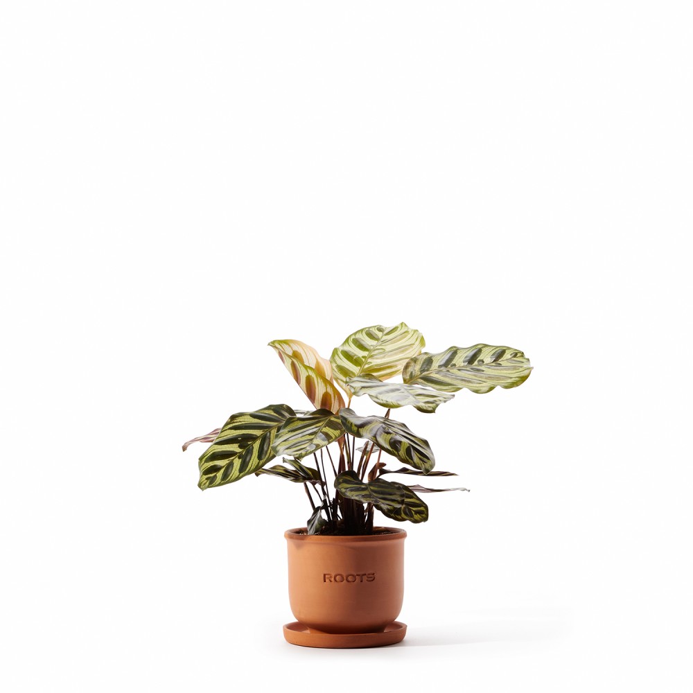 Набор растений безопасных для животных 02