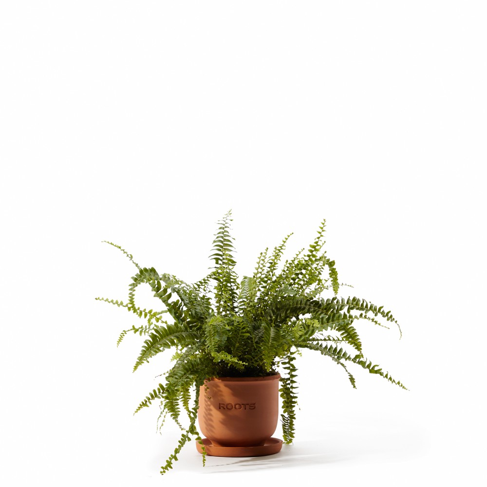 Набор растений безопасных для животных 02