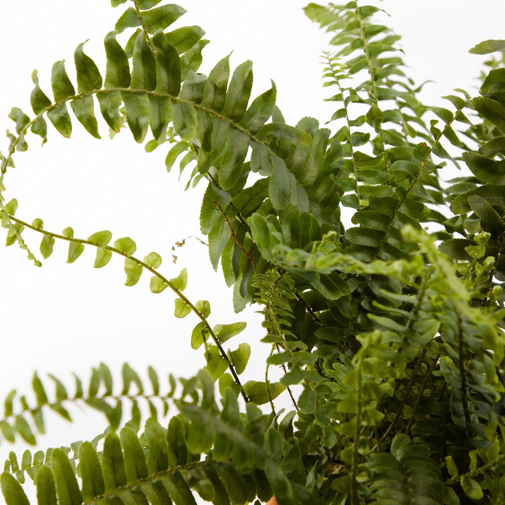 Набор растений безопасных для животных 02