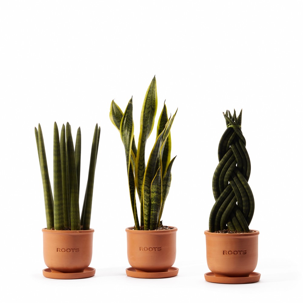 Набор растений сансевиерии