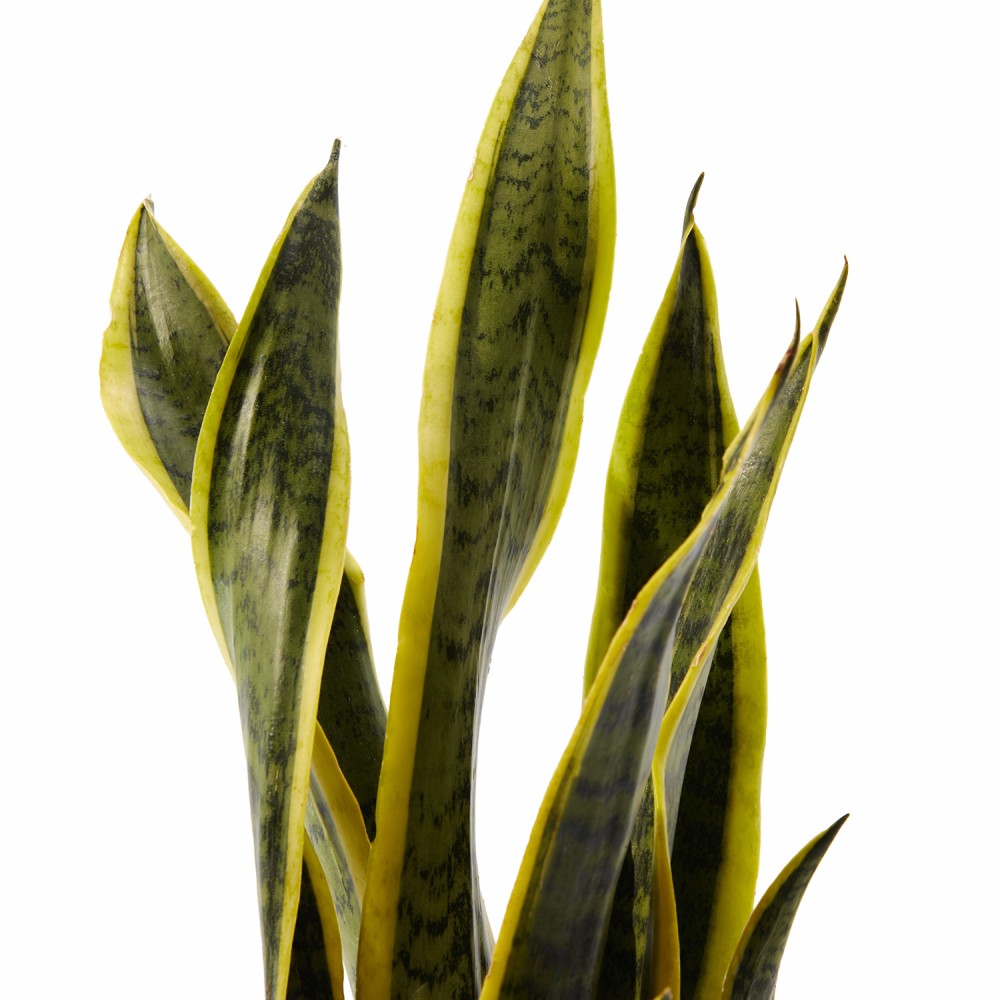 Набор растений сансевиерии