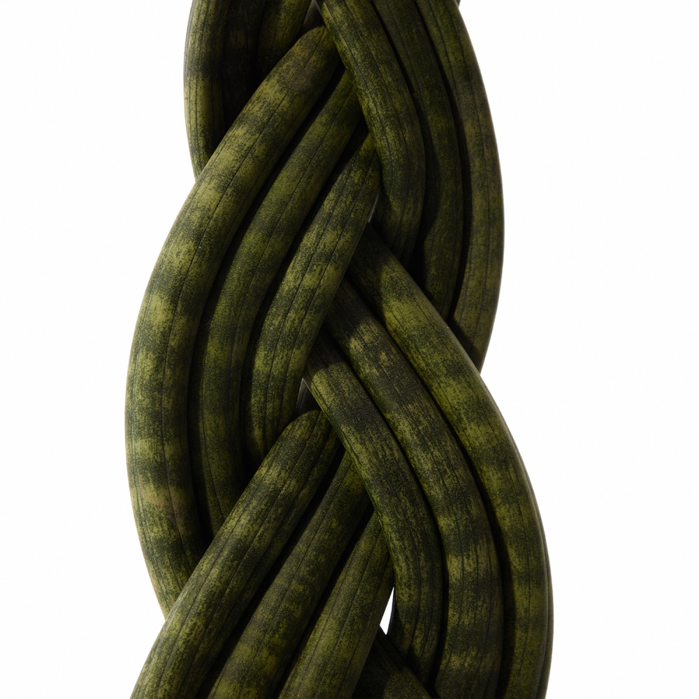 Набор растений сансевиерии