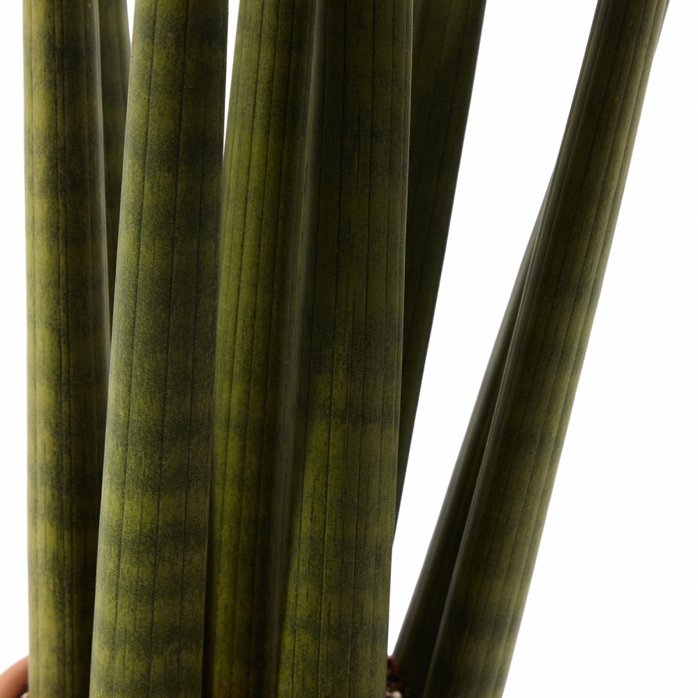 Набор растений сансевиерии