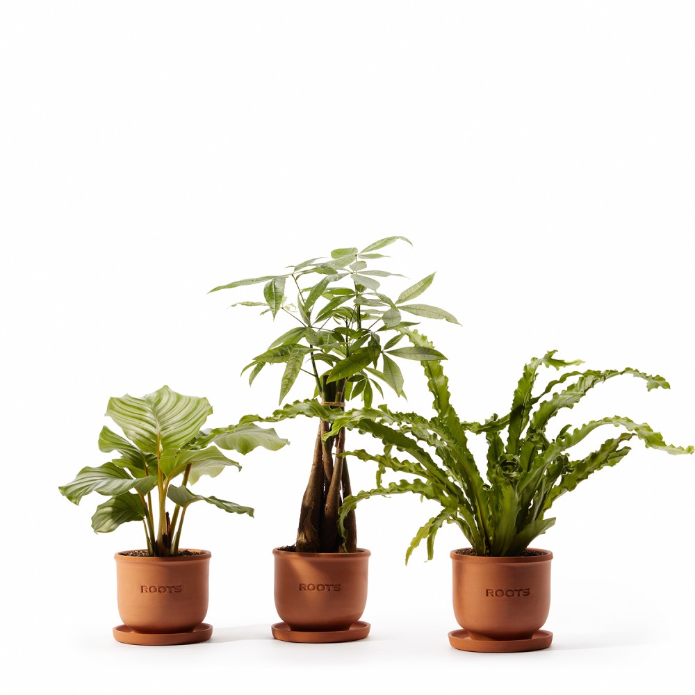 Набор растений безопасных для животных 01