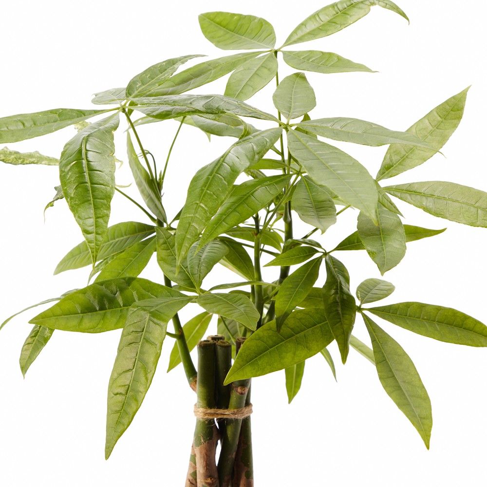 Набор растений безопасных для животных 01