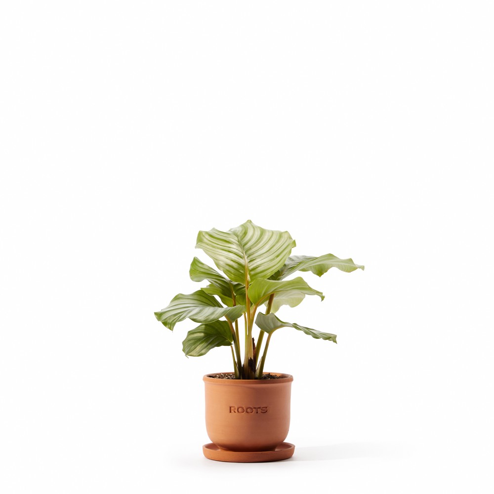 Набор растений безопасных для животных 01