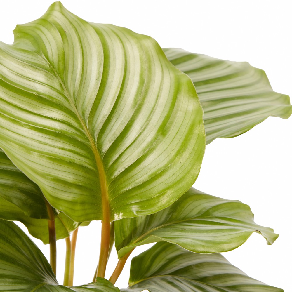 Набор растений безопасных для животных 01