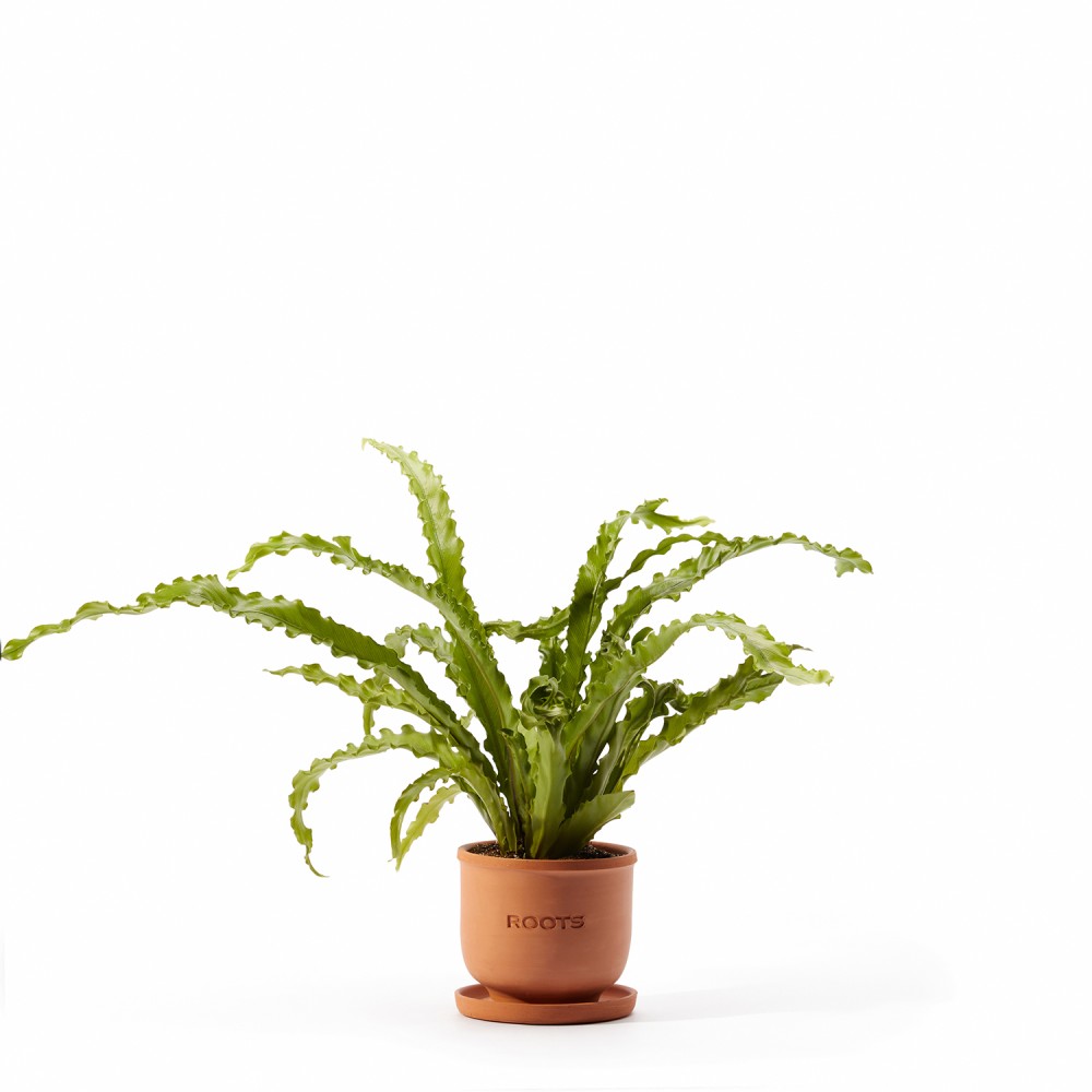 Набор растений безопасных для животных 01