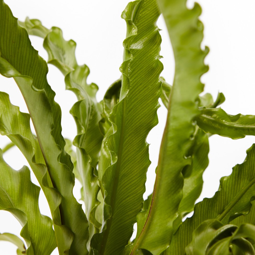 Набор растений безопасных для животных 01