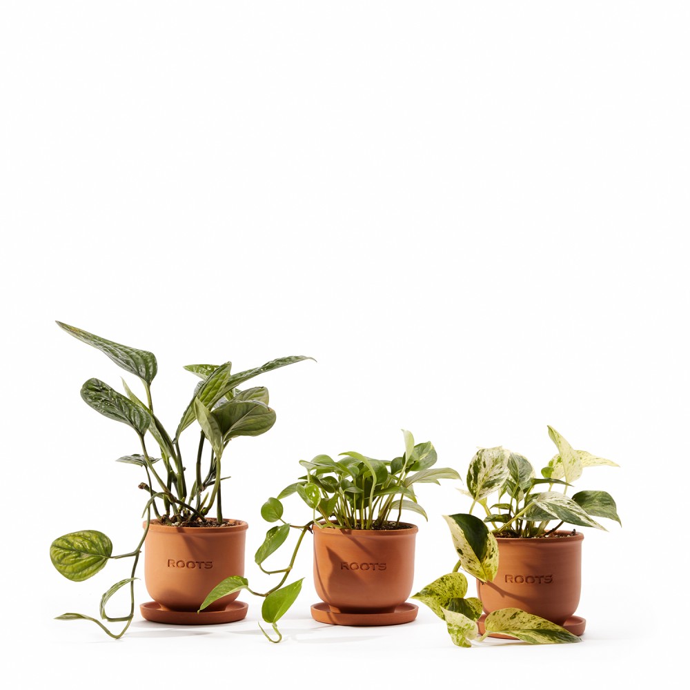 Набор растений лианы