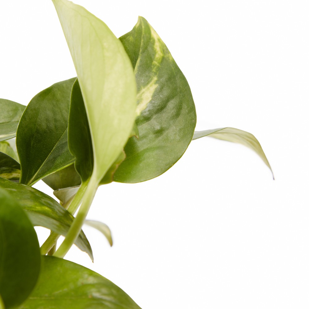 Набор растений лианы