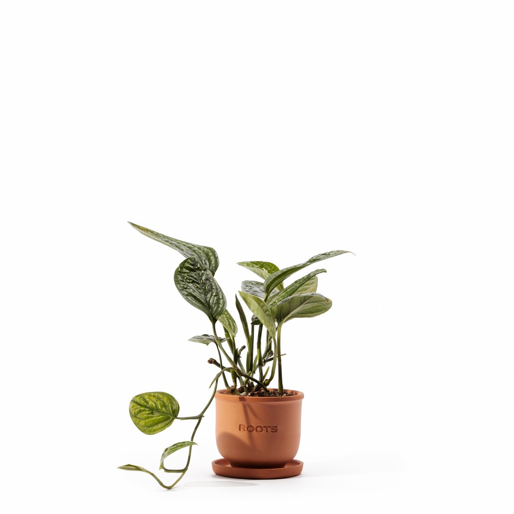 Набор растений лианы