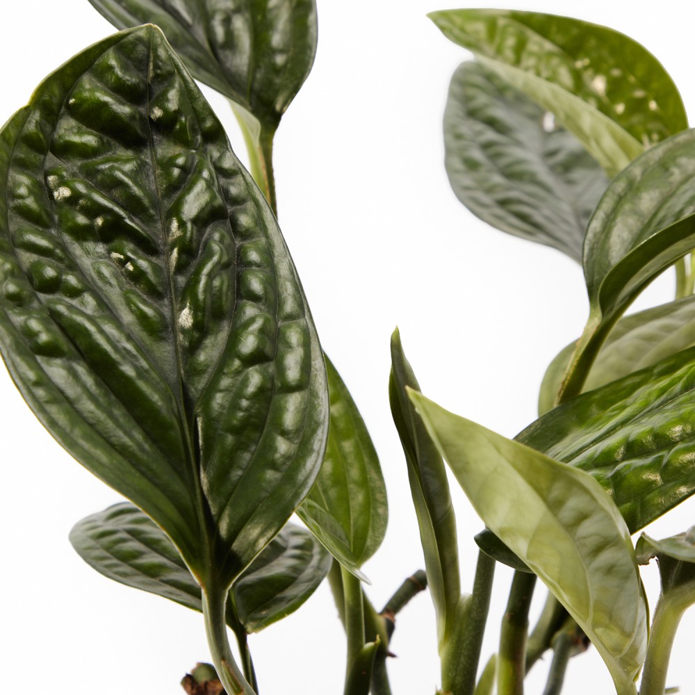 Набор растений лианы