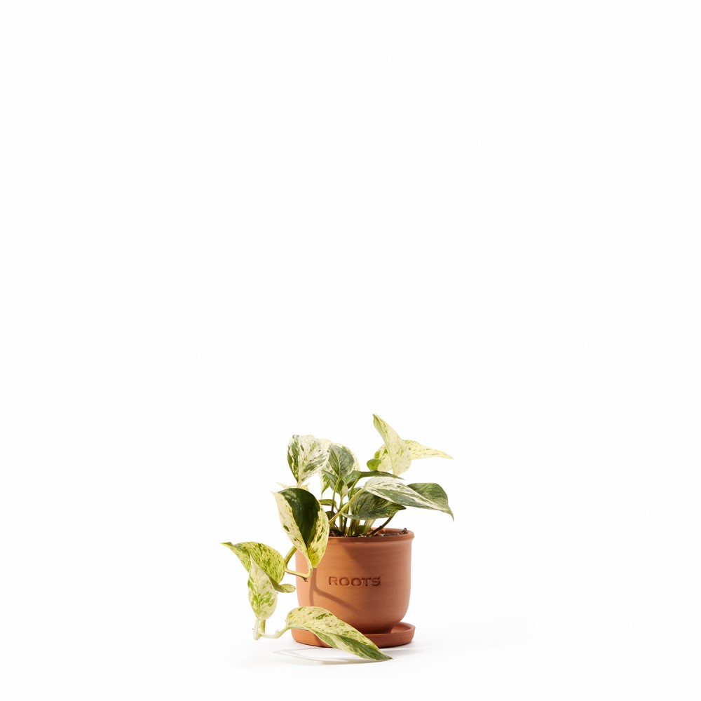 Набор растений лианы