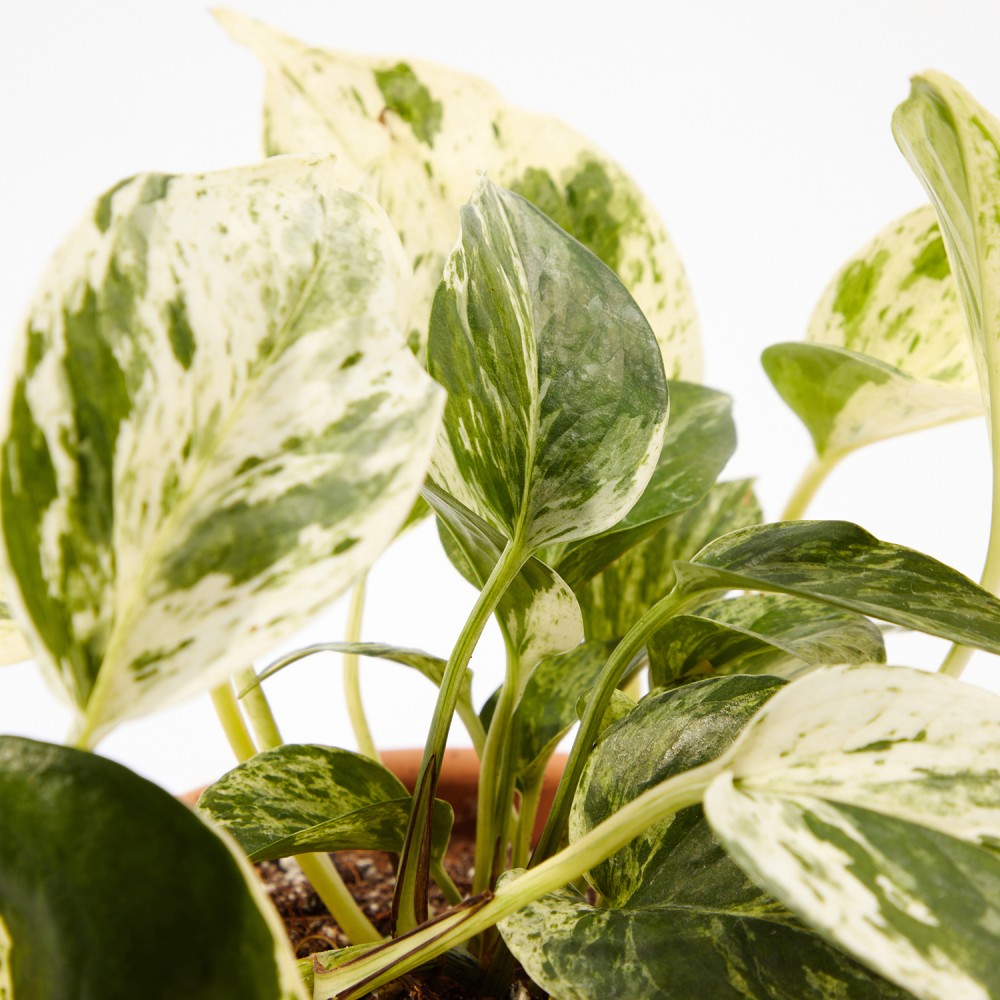 Набор растений лианы