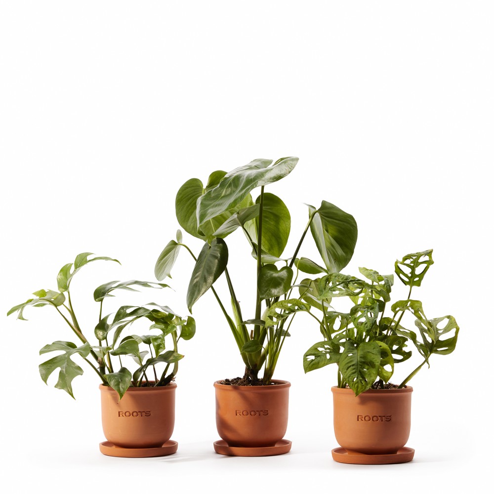Набор растений монстеры