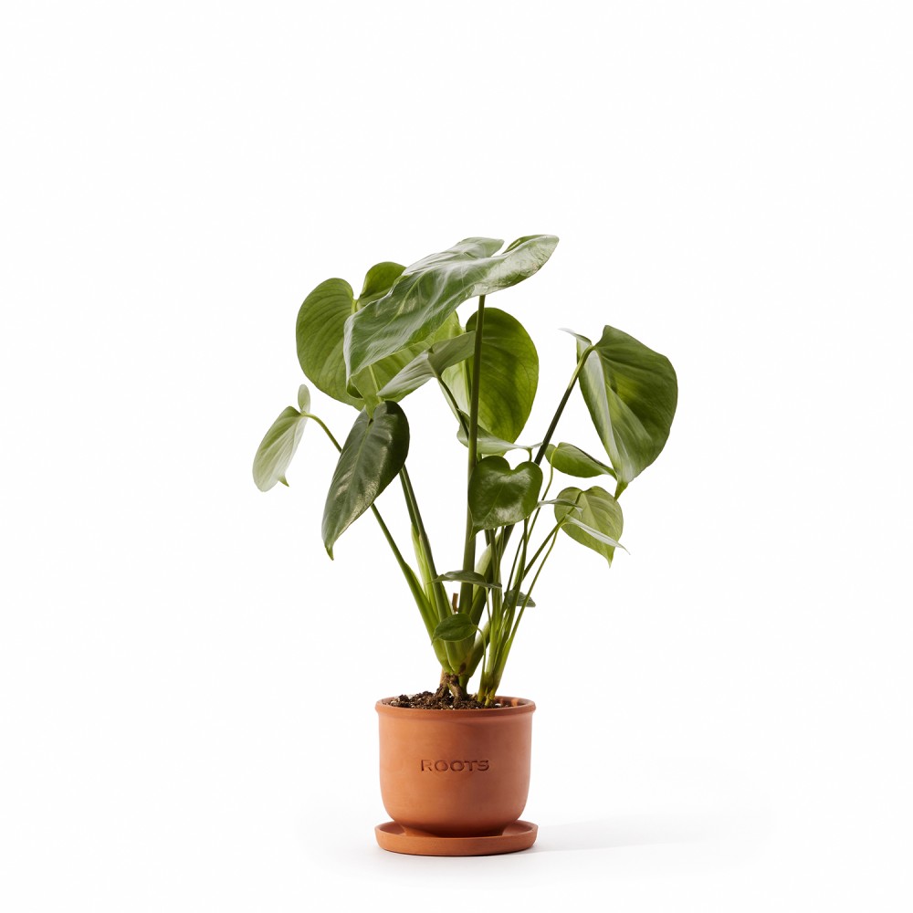 Набор растений монстеры