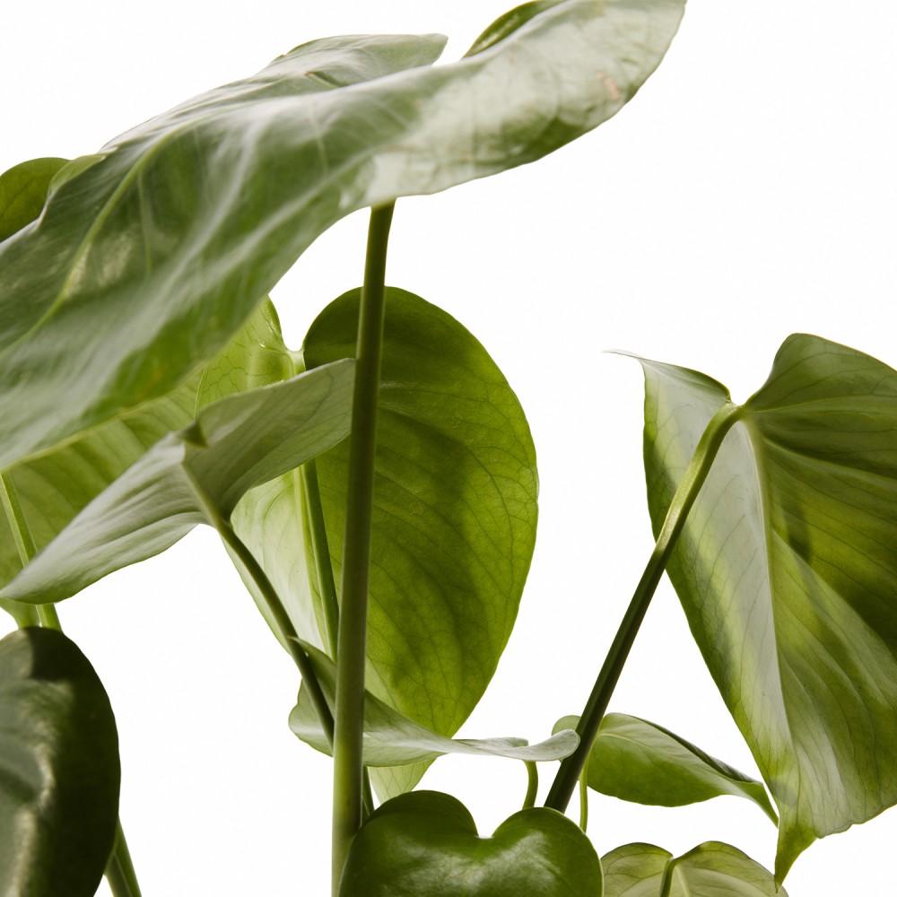 Набор растений монстеры