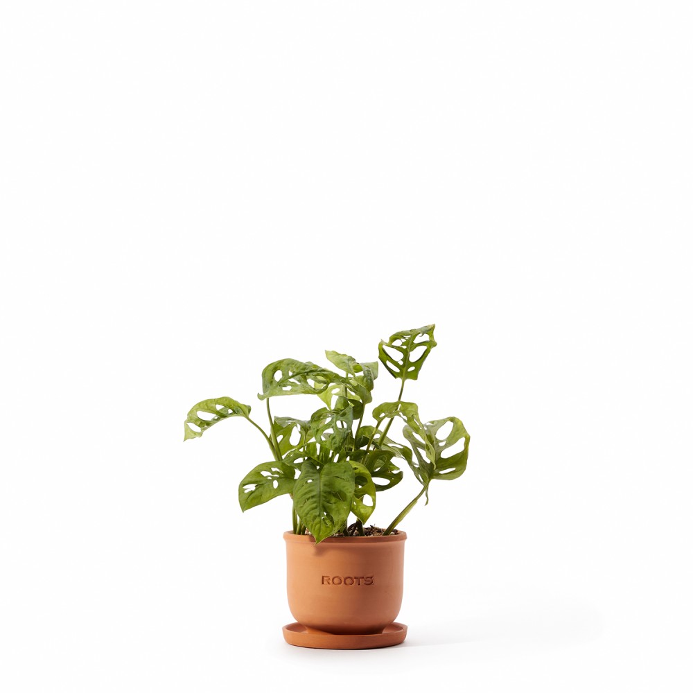 Набор растений монстеры