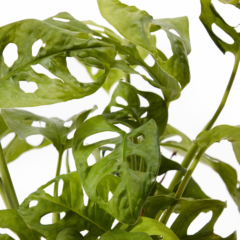 Набор растений монстеры