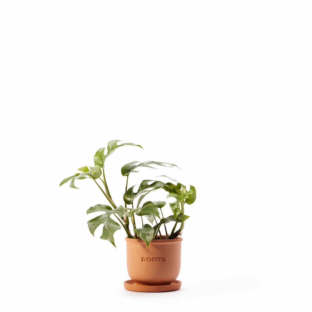 Набор растений монстеры