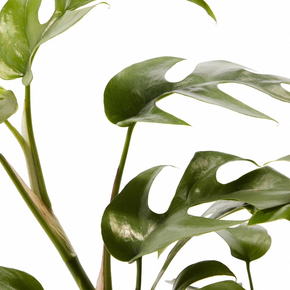 Набор растений монстеры