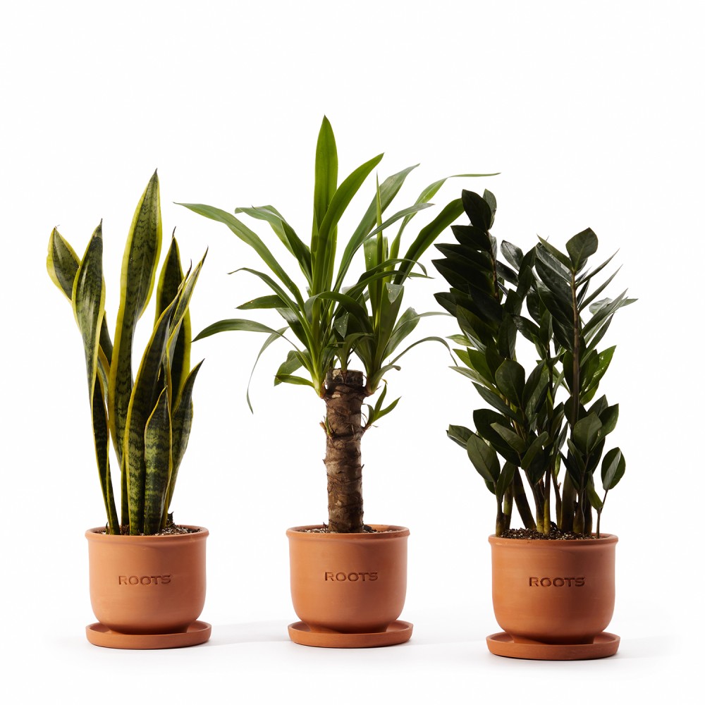 Набор растений с редким поливом