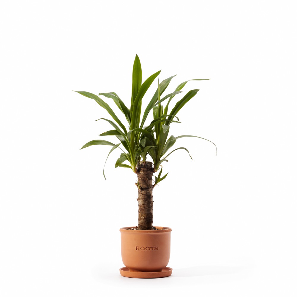 Набор растений с редким поливом