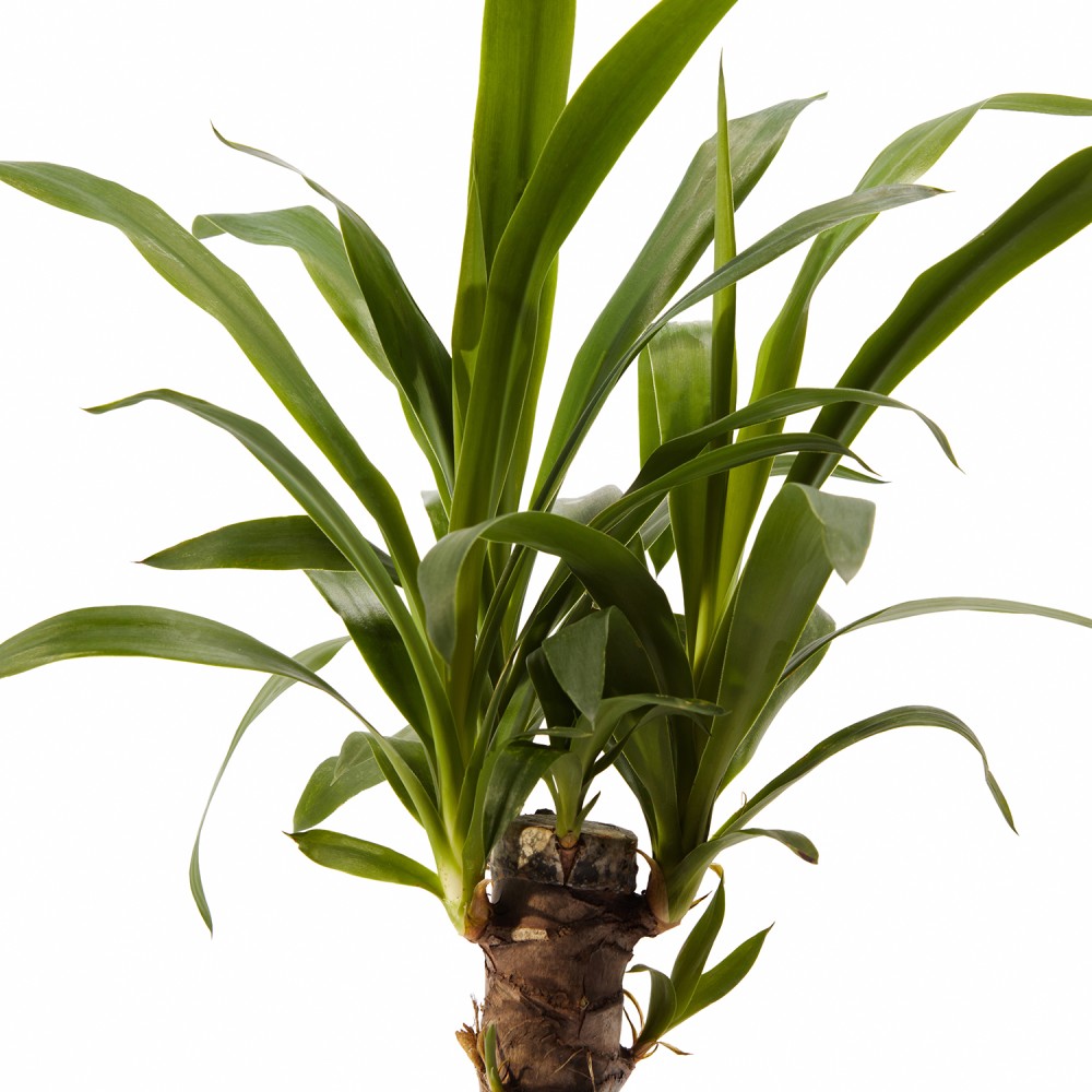 Набор растений с редким поливом